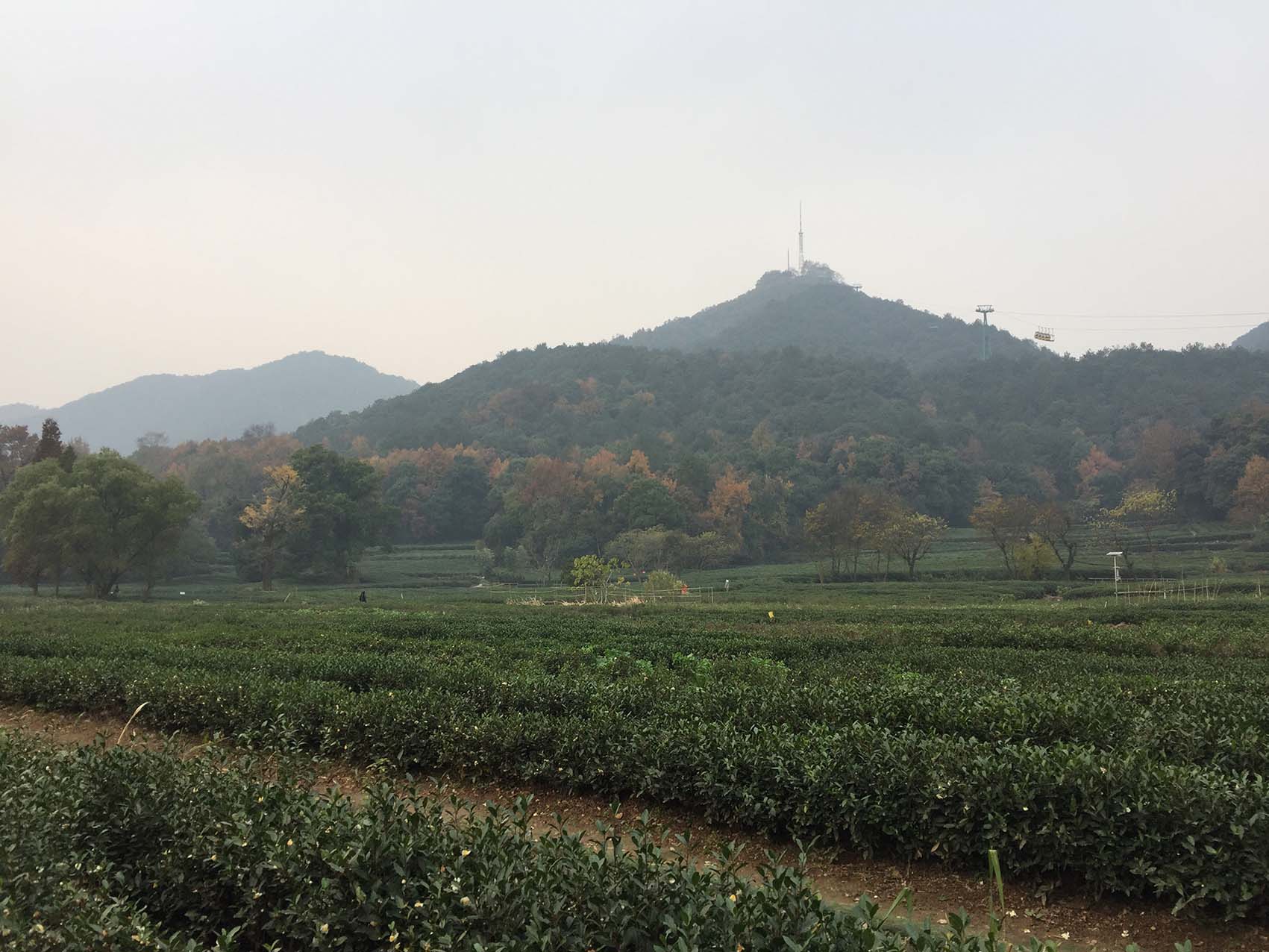 Los campos de té verde que atravesamos